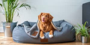 Guide to Pet Safety During Repainting & Renovations